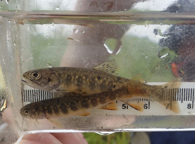 Aquatic Ecology & Conservation - AAE Tech Services - Small Space Eco Aquatic Ecosystem Conservation